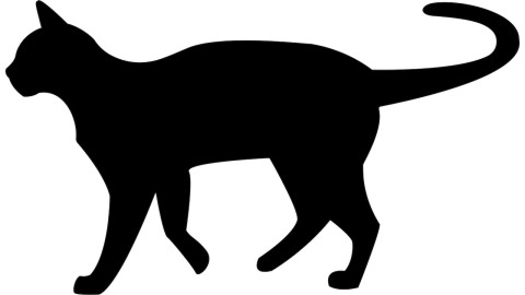 blackcat