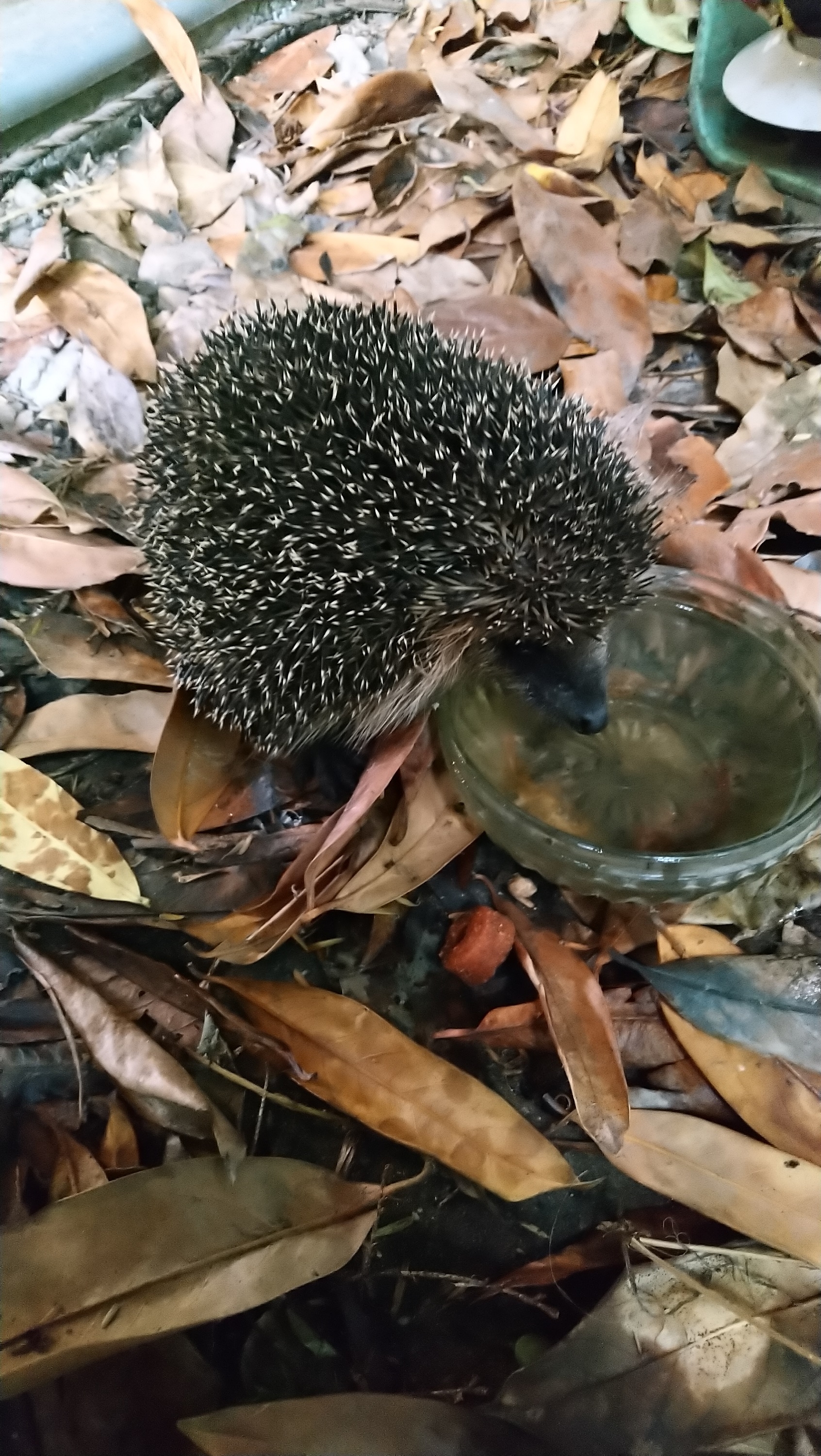 Dies und Das 30.09.2019