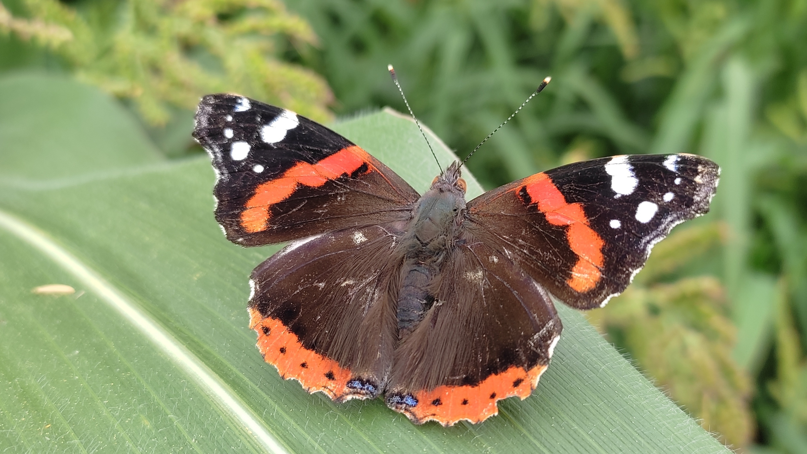 Schmetterlinge 28.07.2024
