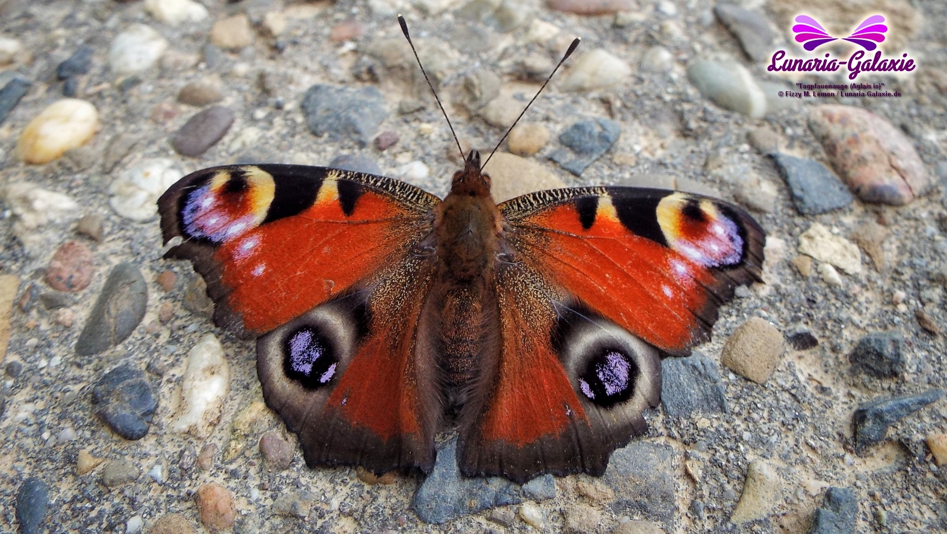Fizzys Fotos 04.02.2019