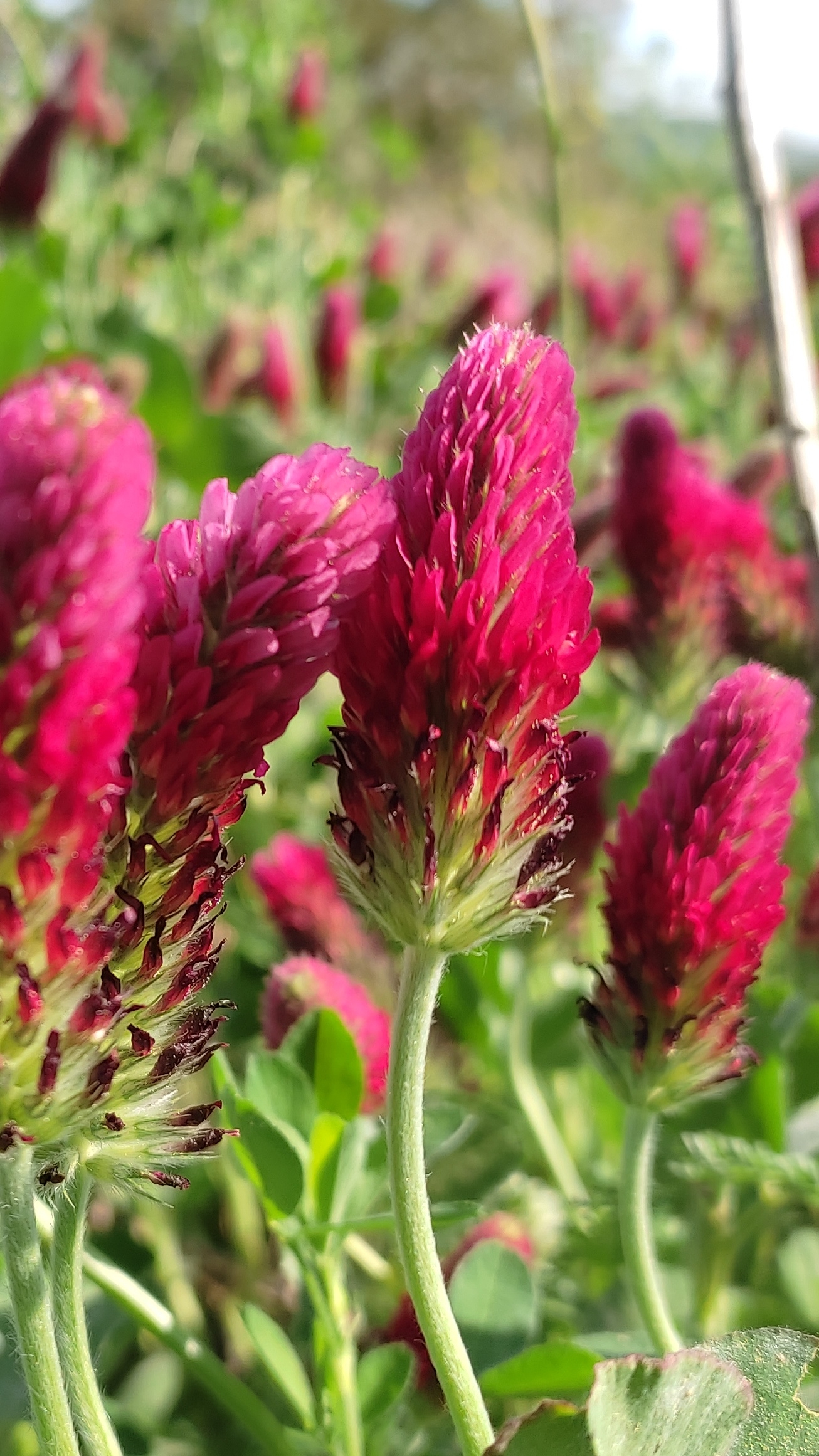 Trifolium incarnatum 02