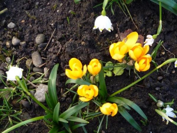 Blumenbilder 09.02.2019