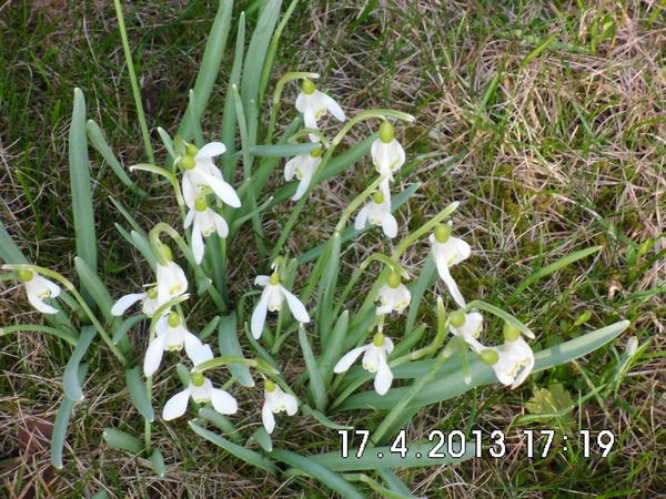 Blumenbilder 10.02.2019