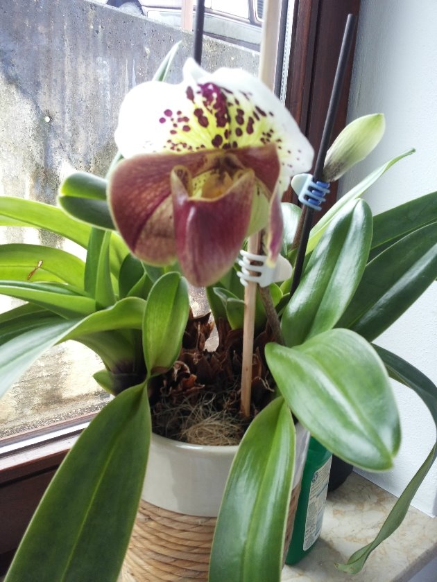 Blumenbilder 10.02.2019