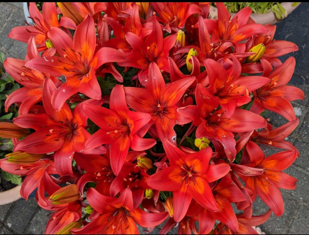 Blumenbilder 08.02.2019