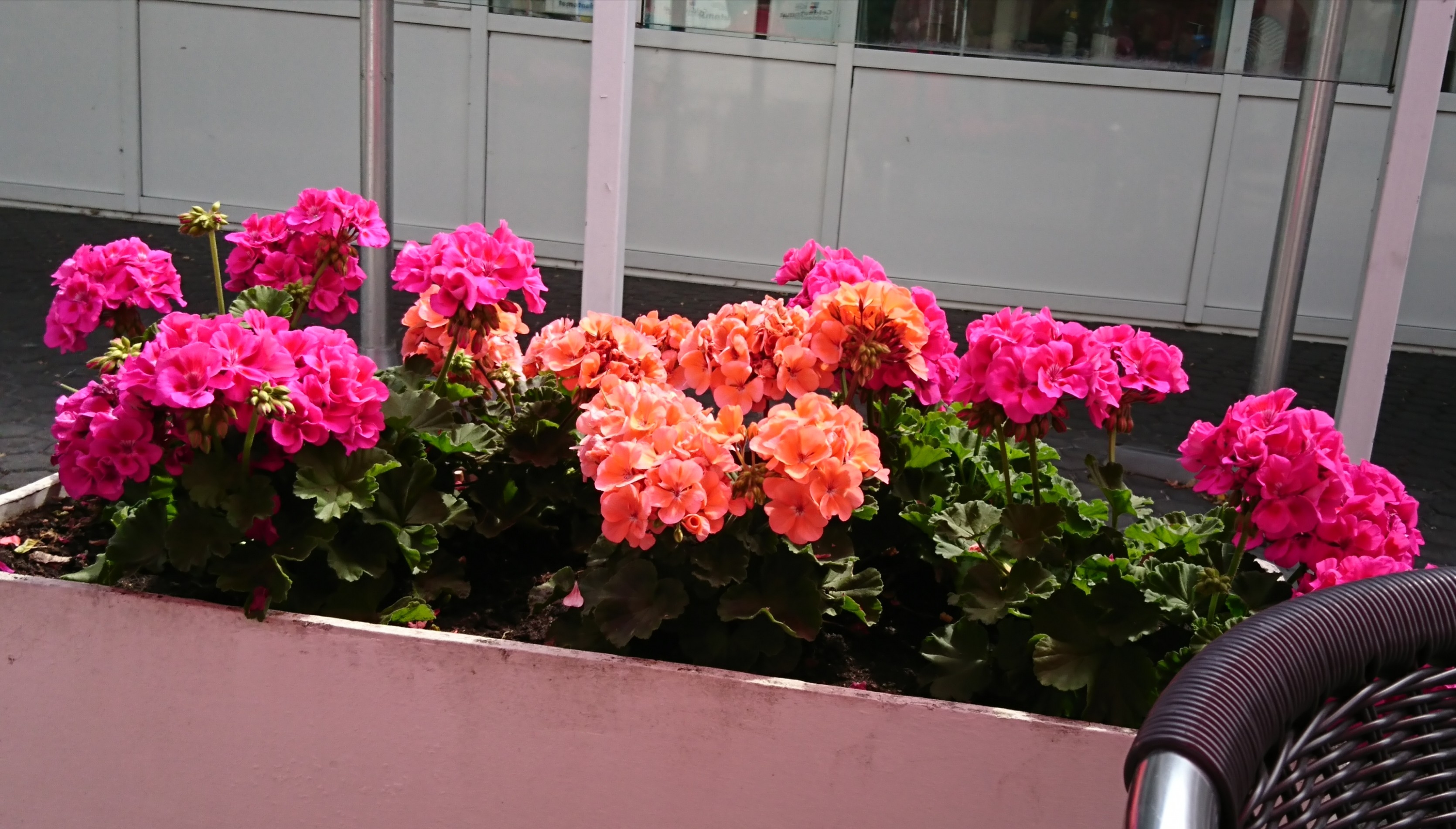 Blumenbilder 08.02.2019