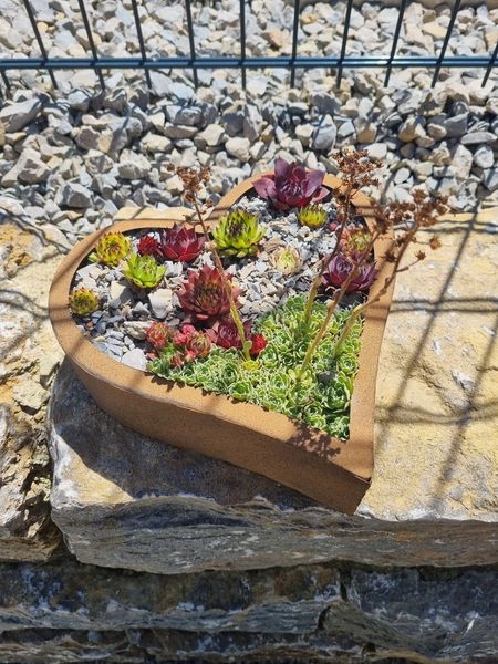 Gartenpflanzen  03.07.2022