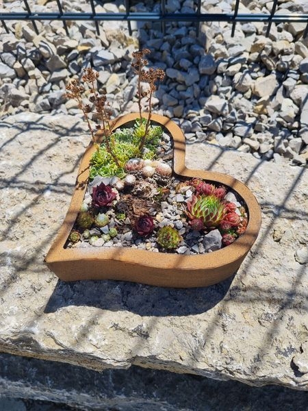 Gartenpflanzen  03.07.2022