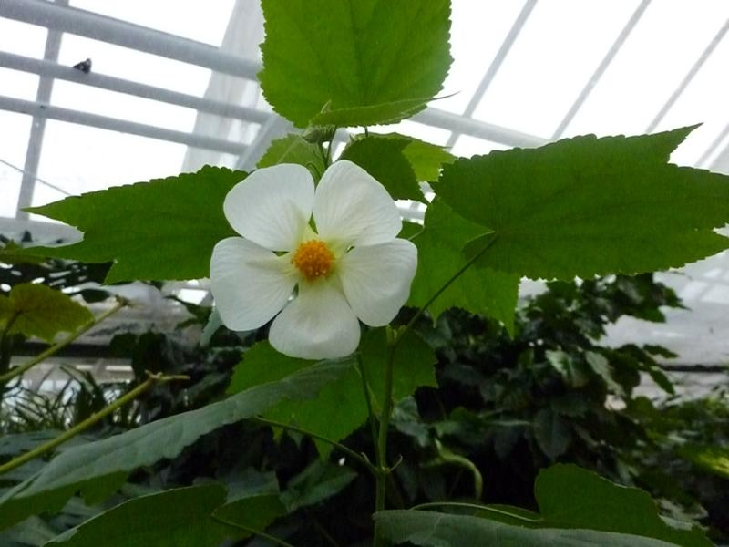 Blumenbilder 09.02.2019