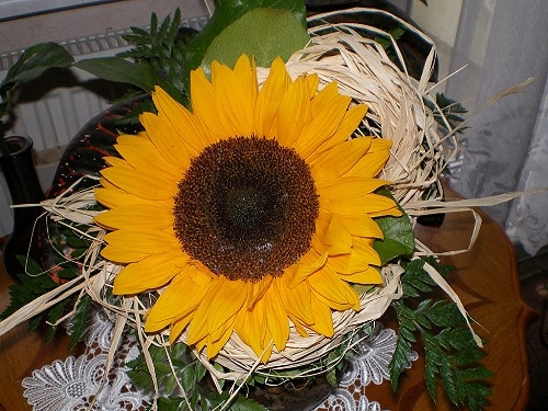 Blumenbilder 10.02.2019