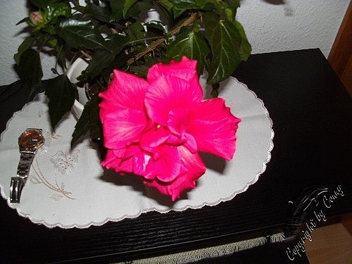 Blumenbilder 10.02.2019
