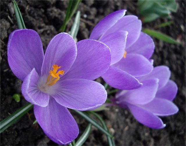 Blumenbilder 08.02.2019