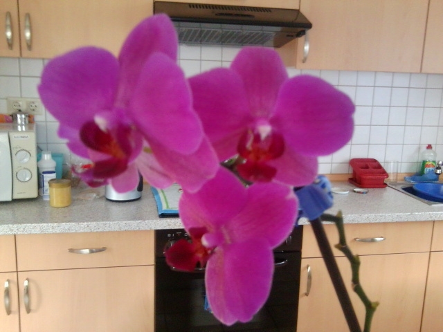 Blumenbilder 06.02.2019