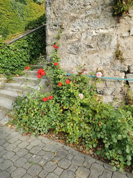 Langenburg zum Dinner Frühstück 21.09.2020