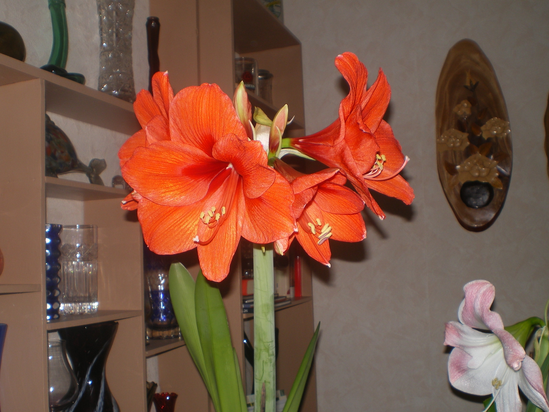 Blumenbilder 06.02.2019