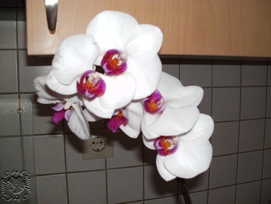 Blumenbilder 06.02.2019