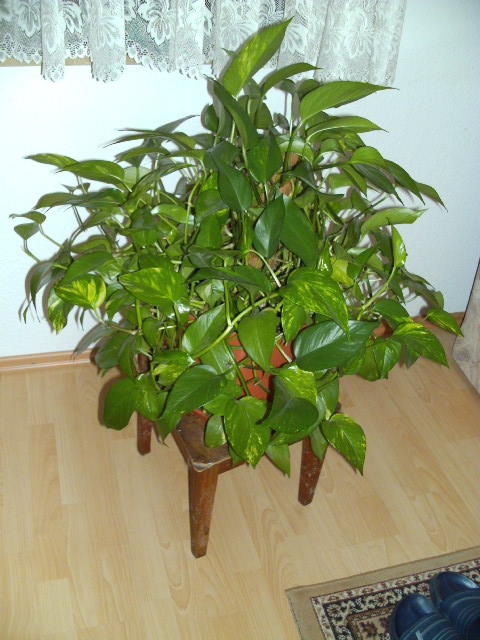 Blumenbilder 10.02.2019