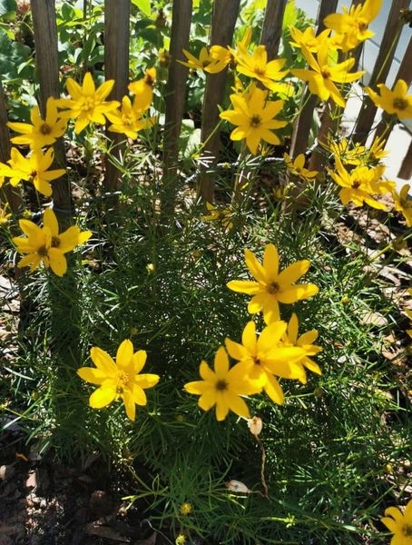 Gartenpflanzen  03.07.2022