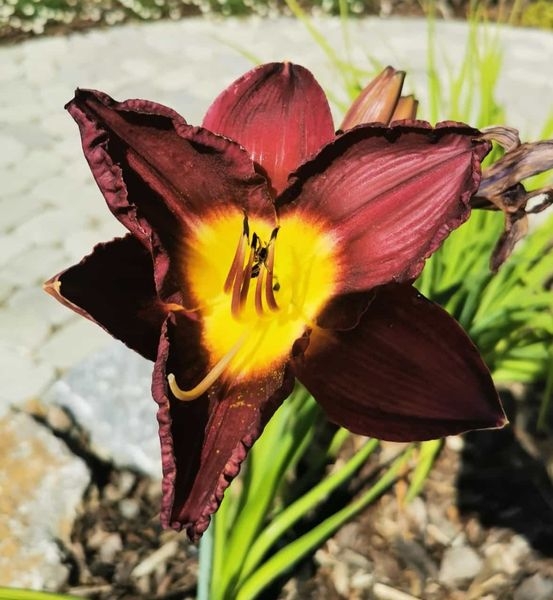 Gartenpflanzen  03.07.2022