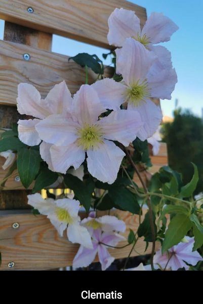 Gartenpflanzen  03.07.2022