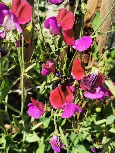 Gartenpflanzen  03.07.2022