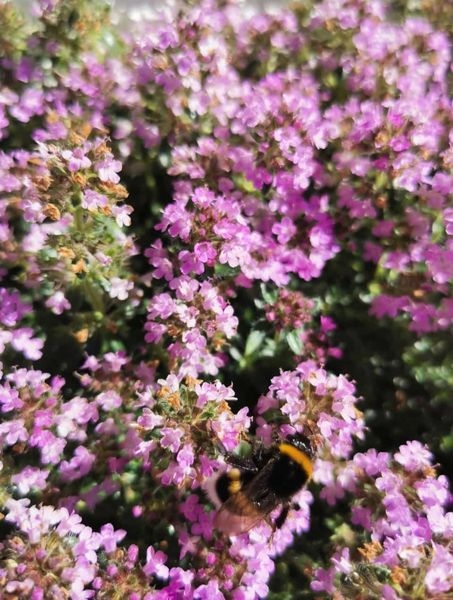Gartenpflanzen  03.07.2022