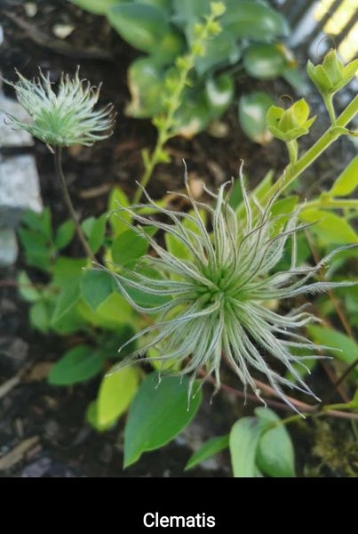 Gartenpflanzen  03.07.2022