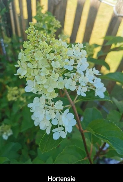 Gartenpflanzen  03.07.2022