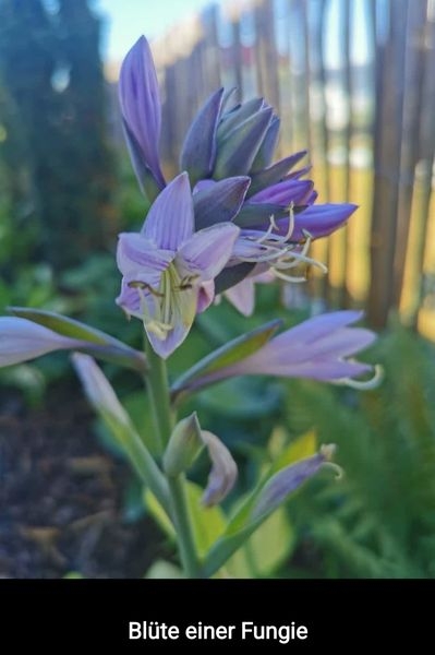 Gartenpflanzen  03.07.2022