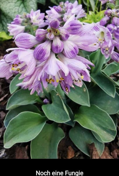 Gartenpflanzen  03.07.2022