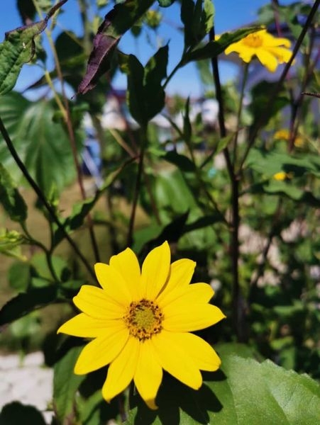 Gartenpflanzen  17.07.2022