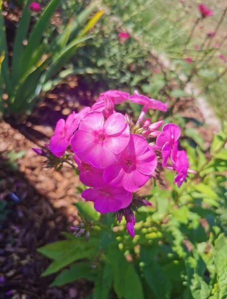 Gartenpflanzen  17.07.2022