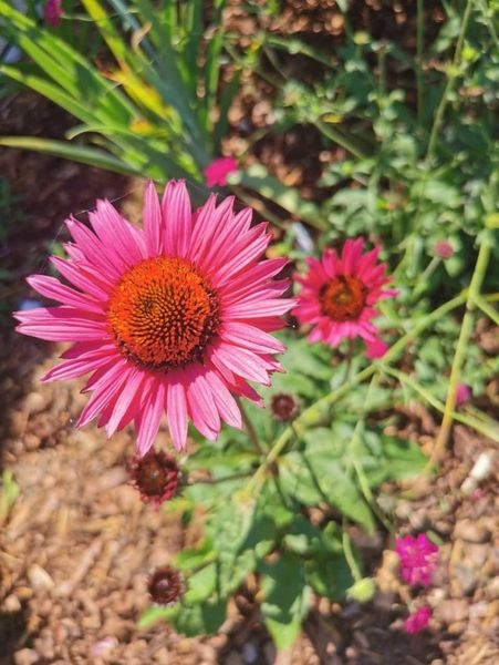 Gartenpflanzen  17.07.2022