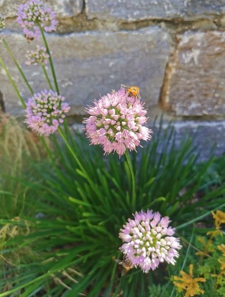 Gartenpflanzen  17.07.2022