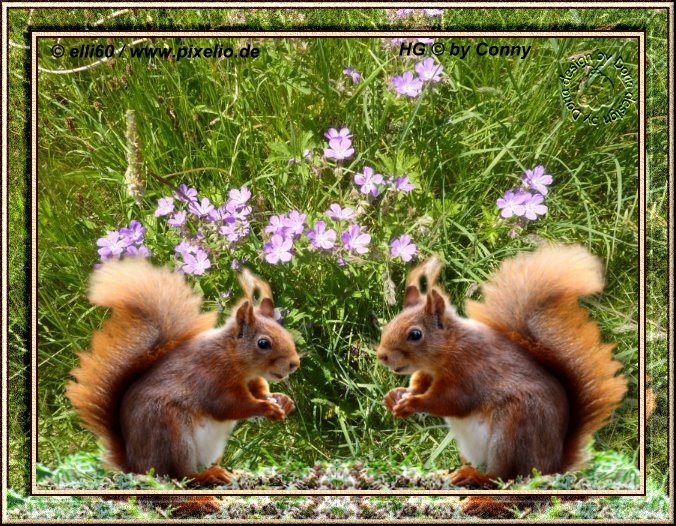 WA  Tierwelt