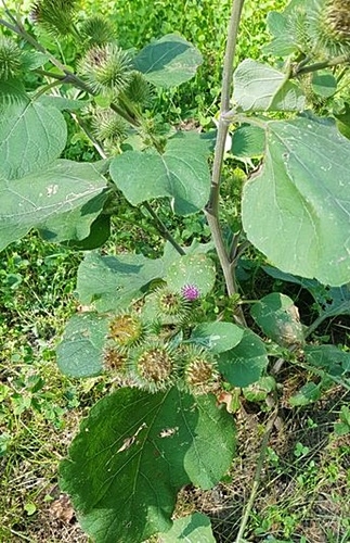Foto