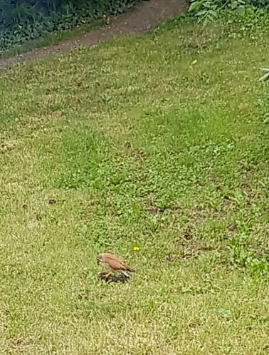 Natürlich tierisch 16.06.2025