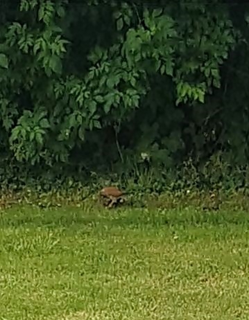 Natürlich tierisch 16.06.2025