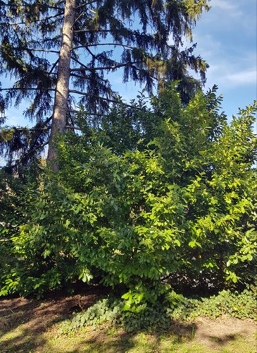 Spaziergang 04.03.2024