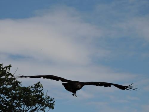 Natürlich tierisch 08.05.2020