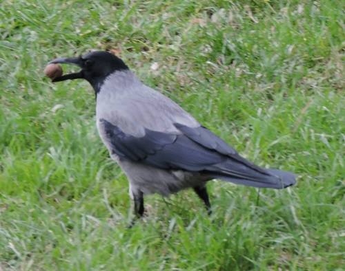 Natürlich tierisch 08.05.2020