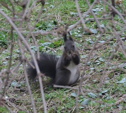 Natürlich tierisch 08.05.2020