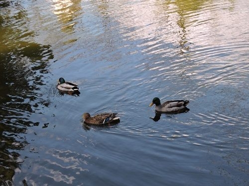 Natürlich tierisch 08.05.2020