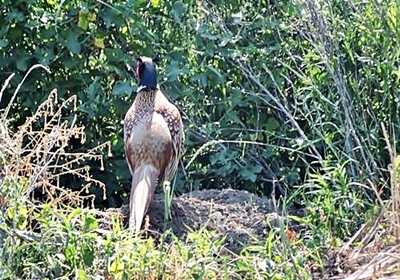 Natürlich tierisch 08.05.2020