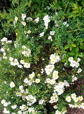 Spaziergang 17.06.2025