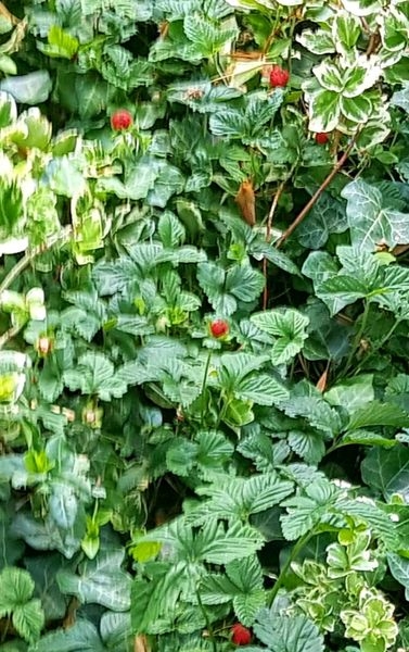 Spaziergang 06.07.2022