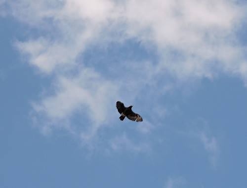 Natürlich tierisch 08.05.2020