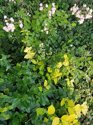 Spaziergang 17.06.2025