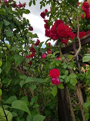 Spaziergang 17.06.2025