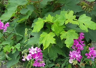 Spaziergang 17.06.2025